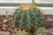 Glaucous barrel cactus or Ferocactus Glaucescens plant in Saint Gallen in Switzerland