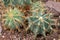 Glaucous barrel cactus or Ferocactus Glaucescens plant in Saint Gallen in Switzerland