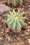 Glaucous barrel cactus or Ferocactus Glaucescens plant in Saint Gallen in Switzerland