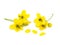 Glaucous Cassia flower