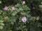Glaucous Dog Rose blooming in a forest