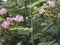 Glaucous dog rose blooming with pink flowers