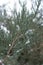 Glaucous foliage and berries of Pfitzer Juniper