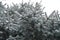 Glaucous foliage of blue spruce covered with snow