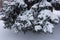 Glaucous foliage of blue spruce covered with snow