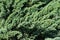 Glaucous green foliage of Juniperus squamata