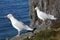 Glaucous Gull