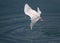 Glaucous Gull