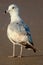 Glaucous Gull at Daytona Beach