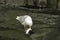 Glaucous gull eating a dead guiilemot