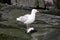 Glaucous gull eating a dead guiilemot