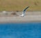 Glaucous Gull in fly