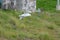 Glaucous Gull in fly