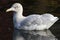 Glaucous Gull, Grote Burgemeester, Larus hyperboreus