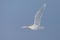 Glaucous Gull, Grote Burgemeester, Larus hyperboreus