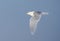 Glaucous Gull, Grote Burgemeester, Larus hyperboreus