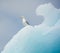 Glaucous gull on an iceberg, Columbia Glacier, Alaska