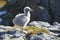 Glaucous Gull (Larus hyperboreus)