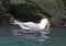 Glaucous gull swallowing a live guiilemot chick
