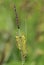 Glaucous Sedge - Carex flacca