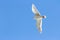 Glaucous winged Gull