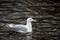 Glaucous winged Gull