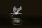 Glaucous-winged Gull Bird