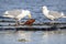 Glaucous-winged Gull caught a sea cucumber for lunch