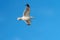 Glaucous winged Gull in fly