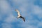 Glaucous winged Gull in fly