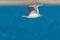 Glaucous winged Gull in fly