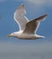 Glaucous winged Gull in fly