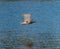 Glaucous winged Gull in fly