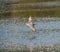 Glaucous winged Gull in fly