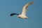 Glaucous winged Gull in fly