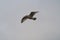 Glaucous winged Gull in fly