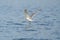 Glaucous winged Gull in fly