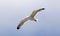 Glaucous-winged Gull flying in ocean in south France