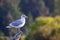 Glaucous-winged gull Larus glaucescens