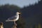 Glaucous-winged gull Larus glaucescens