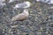 Glaucous-winged Gull Larus glaucescens on a beach