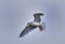 Glaucous-winged Gull Larus glaucescens in flight