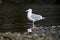 Glaucous-winged Gull Larus glaucescens standing on the shore