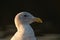 Glaucous winged Gull resting