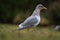 Glaucous winged Gull resting