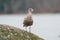 Glaucous winged Gull resting