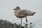 Glaucous winged Gull resting