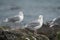 Glaucous winged Gull resting at seaside