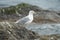 Glaucous winged Gull resting at seaside