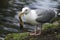 Glaucous-winged Gull seagull catching a duckling in its beak